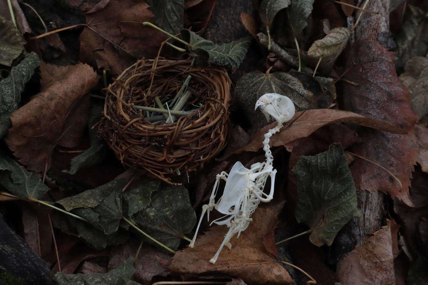 Articulated Parakeet Skeleton in Wormwood Nest