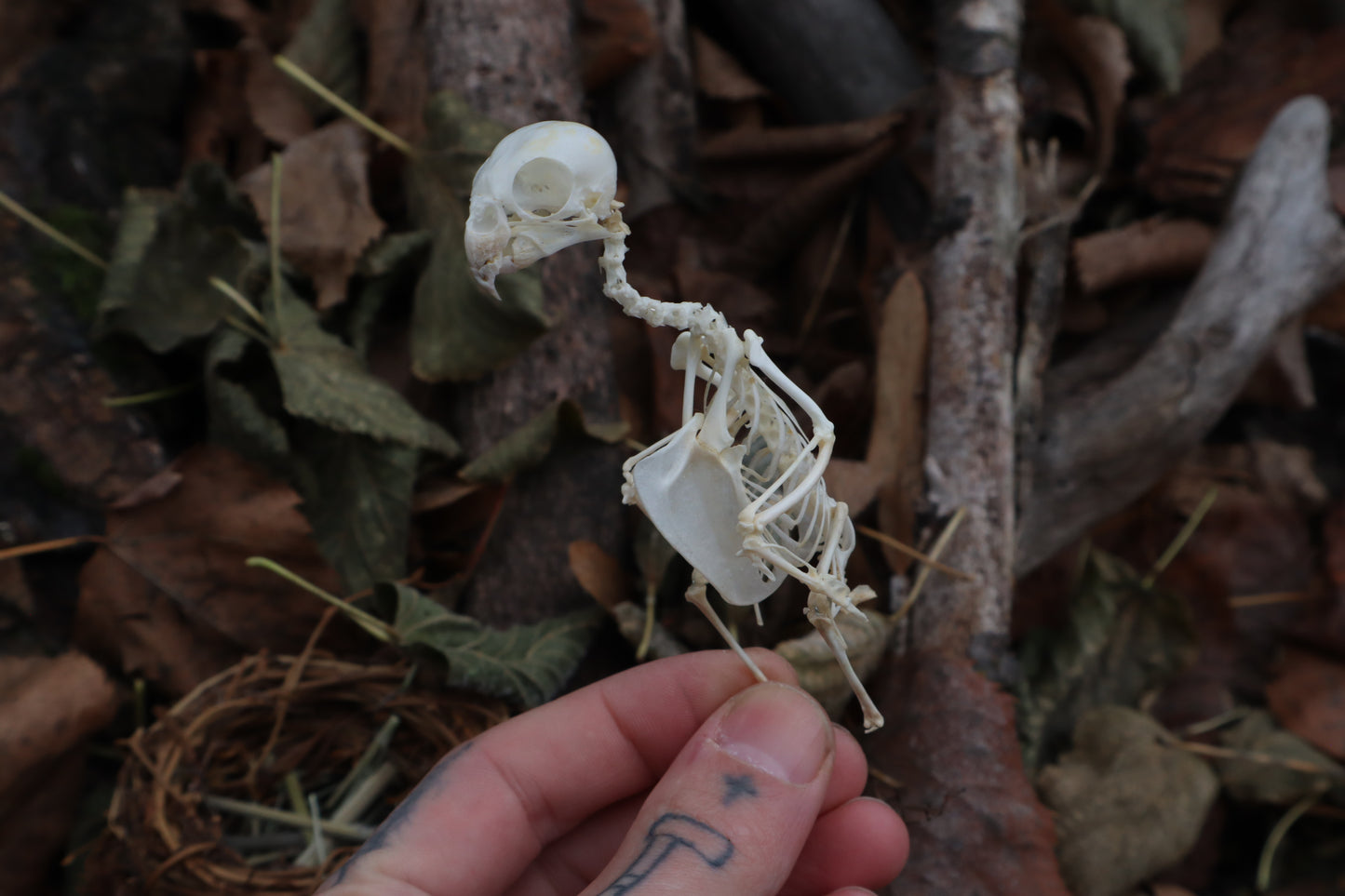 Articulated Parakeet Skeleton in Wormwood Nest