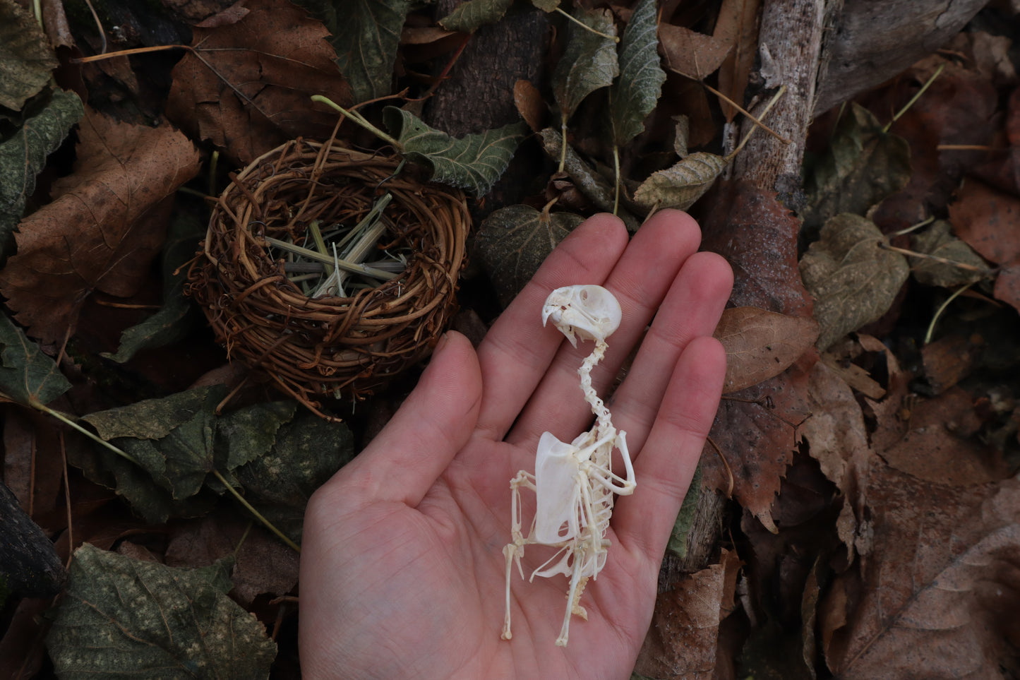 Articulated Parakeet Skeleton in Wormwood Nest