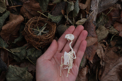 Articulated Parakeet Skeleton in Wormwood Nest