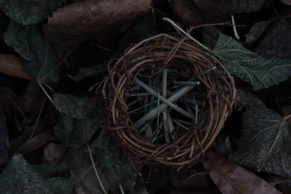 Articulated Parakeet Skeleton in Wormwood Nest