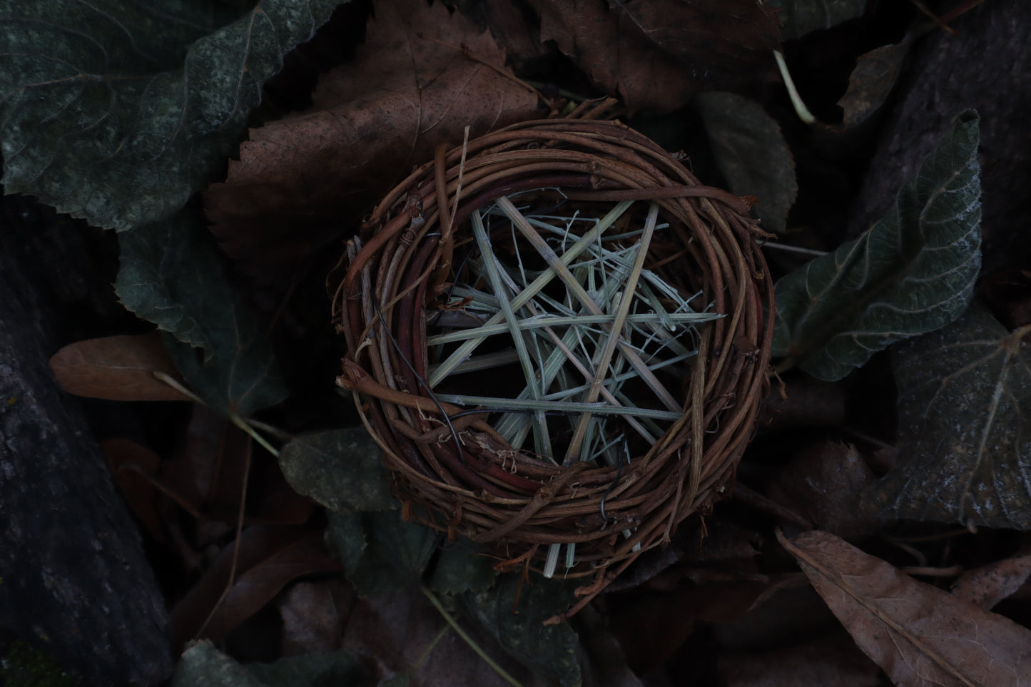 Articulated Parakeet Skeleton in Wormwood Nest