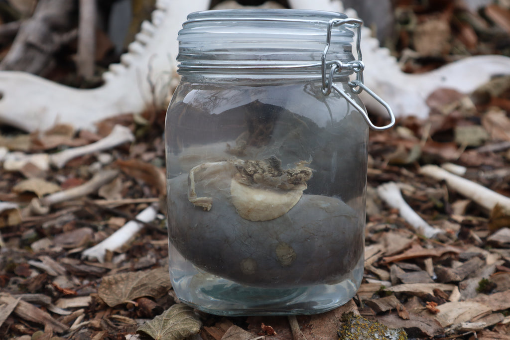 Wolf Kidneys Wet Specimen