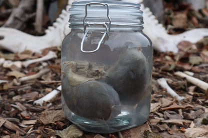 Wolf Kidneys Wet Specimen
