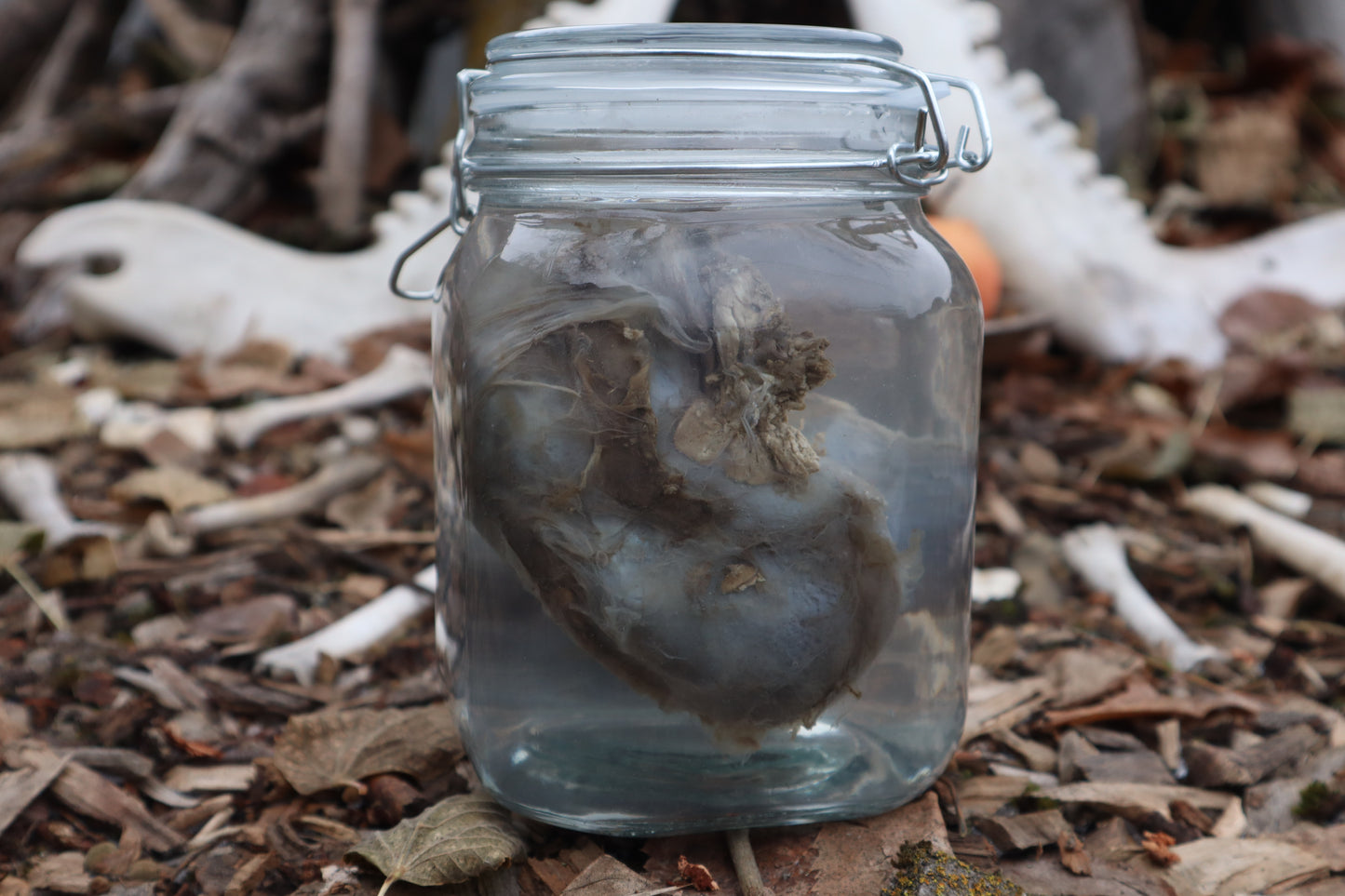 Wolf Kidneys Wet Specimen