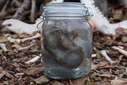 Wolf Kidneys Wet Specimen