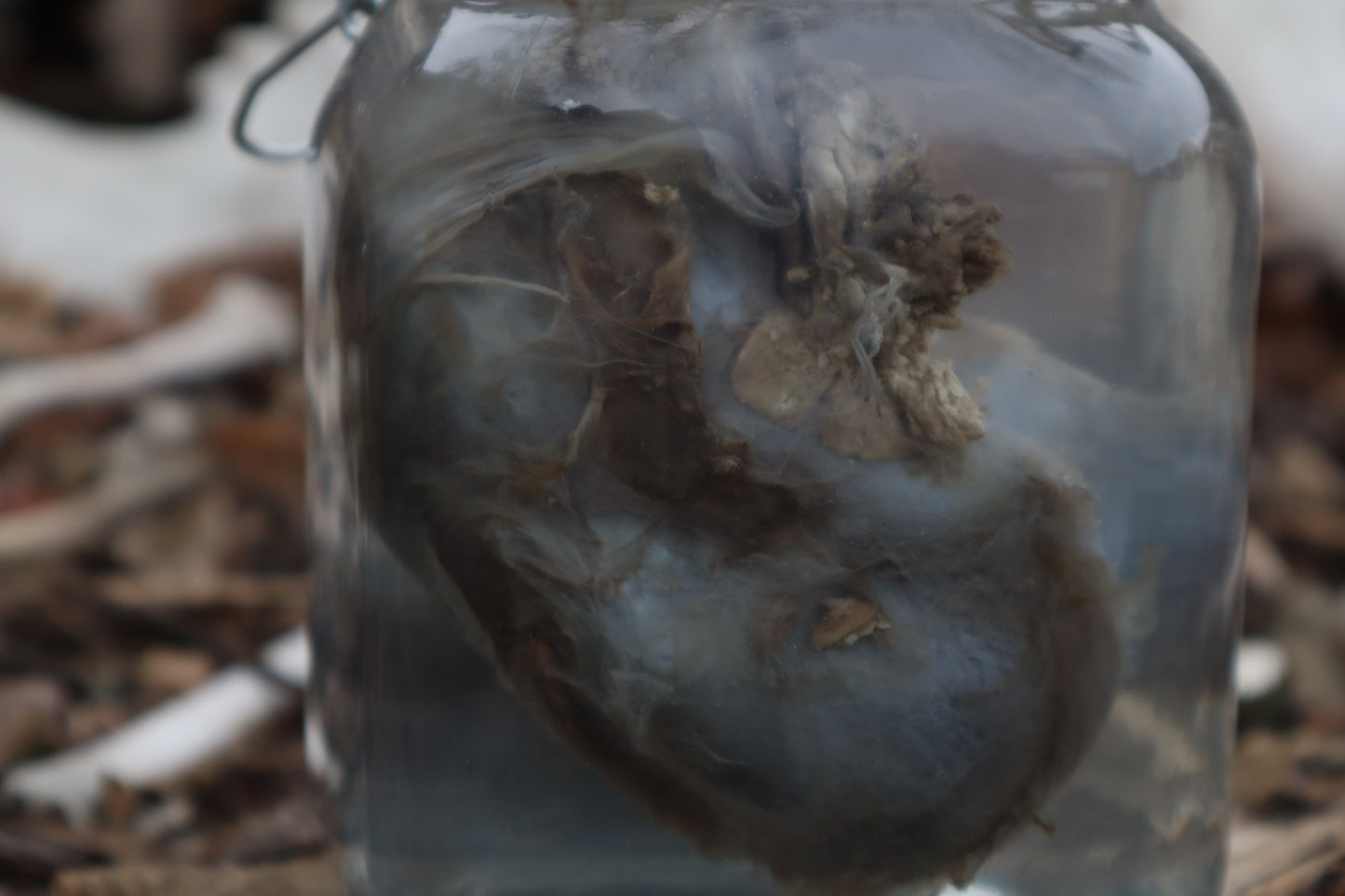 Wolf Kidneys Wet Specimen