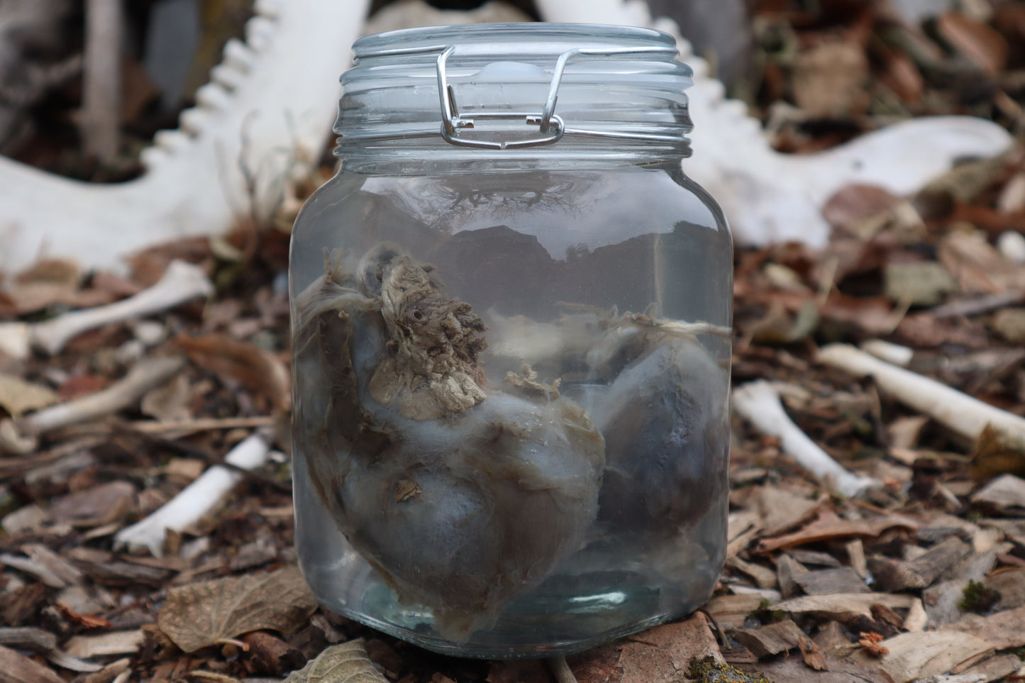 Wolf Kidneys Wet Specimen