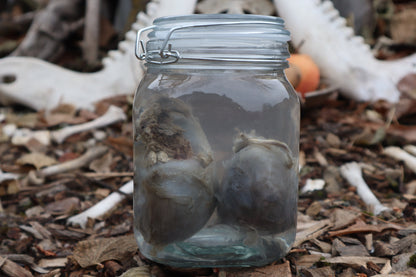 Wolf Kidneys Wet Specimen