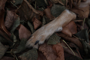 Polydactyl Coyote Paw