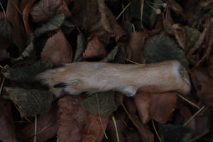 Polydactyl Coyote Paw