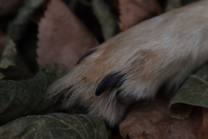 Polydactyl Coyote Paw