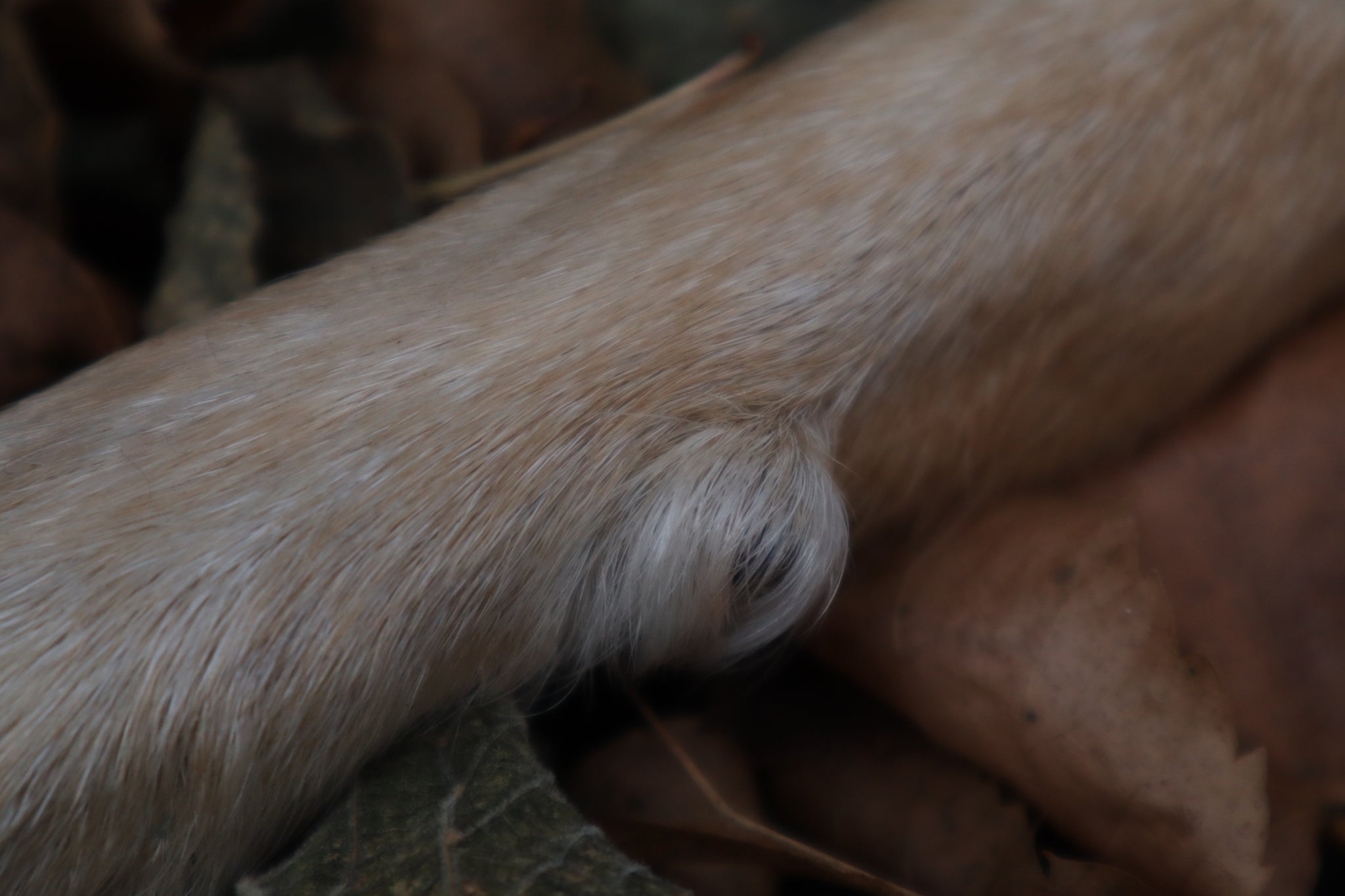 Polydactyl Coyote Paw