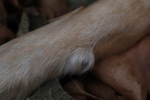 Polydactyl Coyote Paw