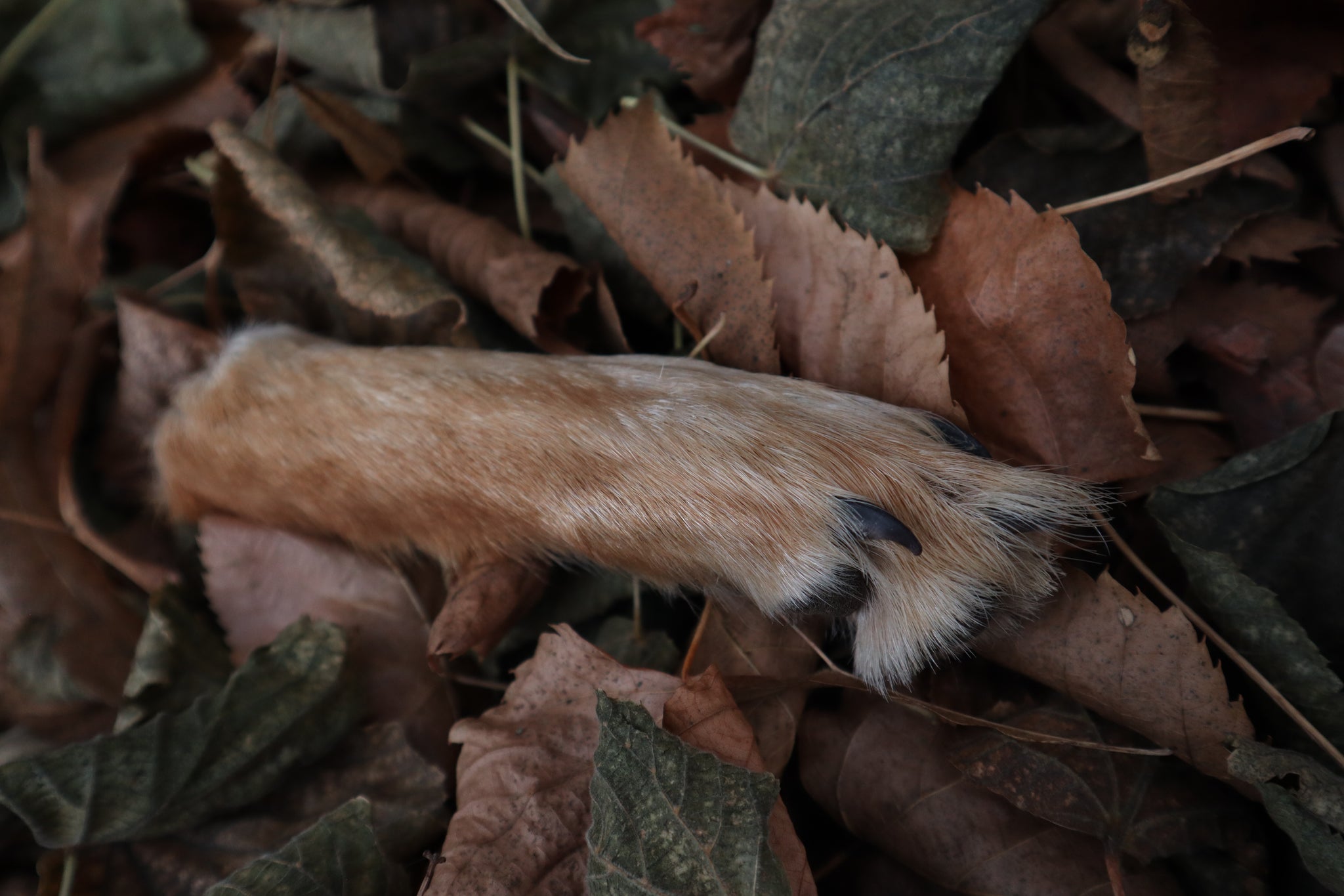 Polydactyl Coyote Paw