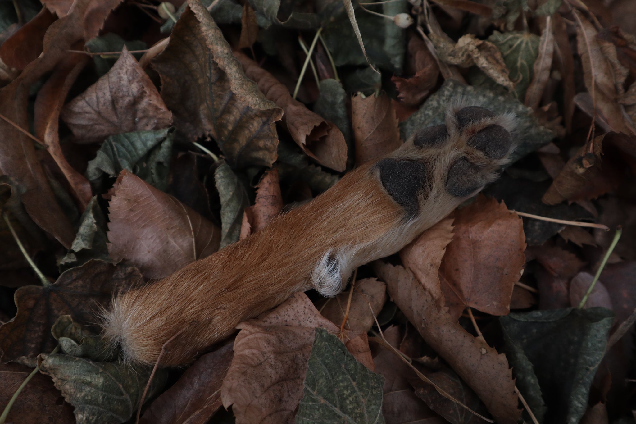 Polydactyl Coyote Paw