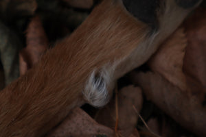 Polydactyl Coyote Paw