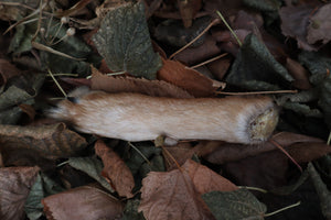 Polydactyl Coyote Paw