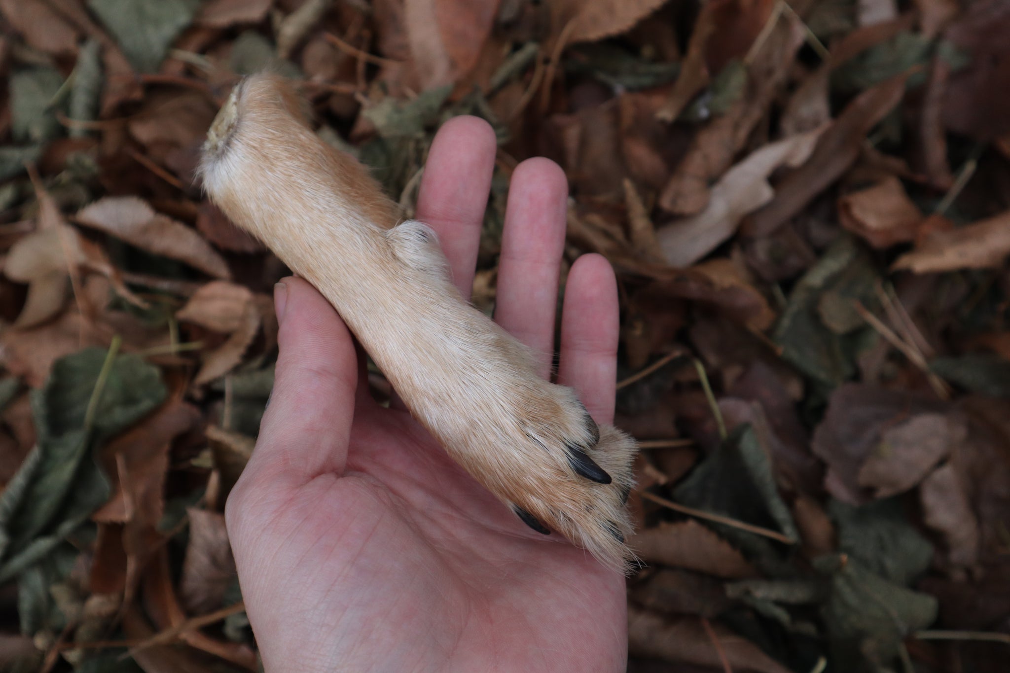 Polydactyl Coyote Paw