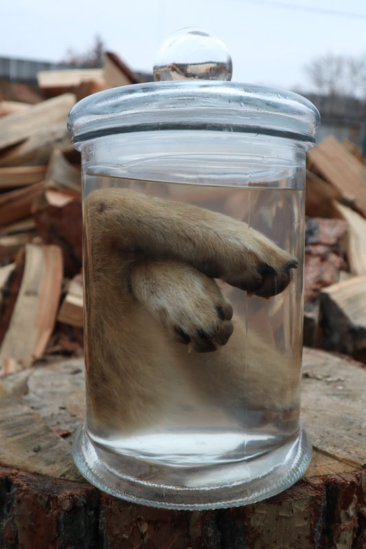 Coyote Arms Wet Specimen