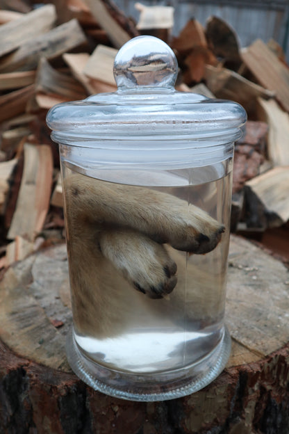 Coyote Arms Wet Specimen