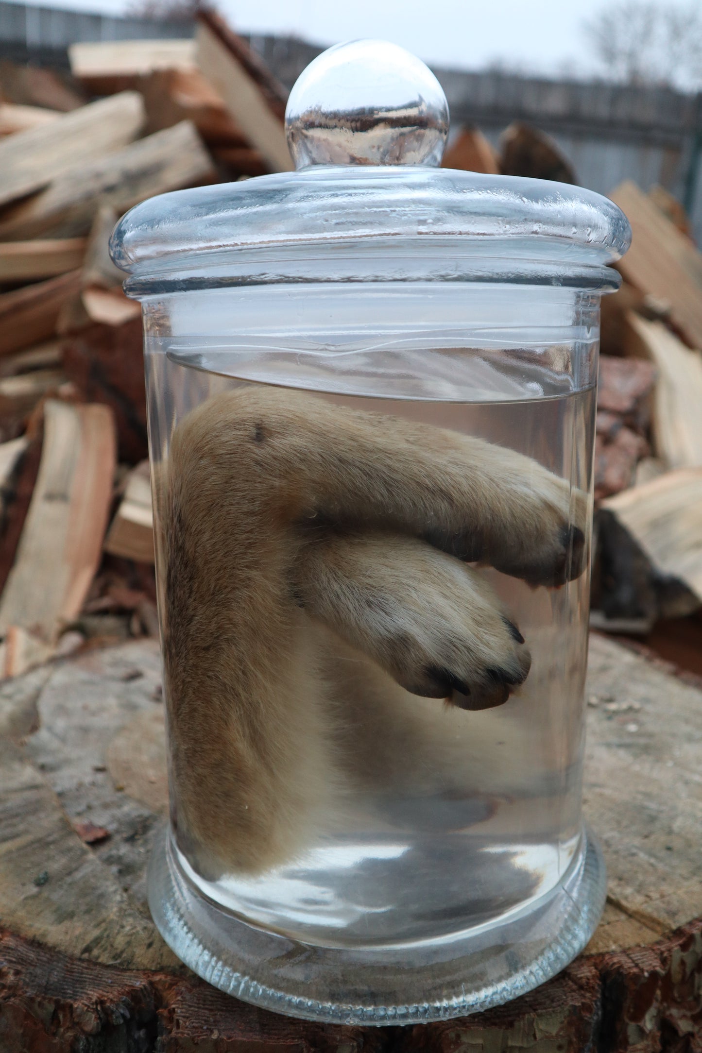 Coyote Arms Wet Specimen