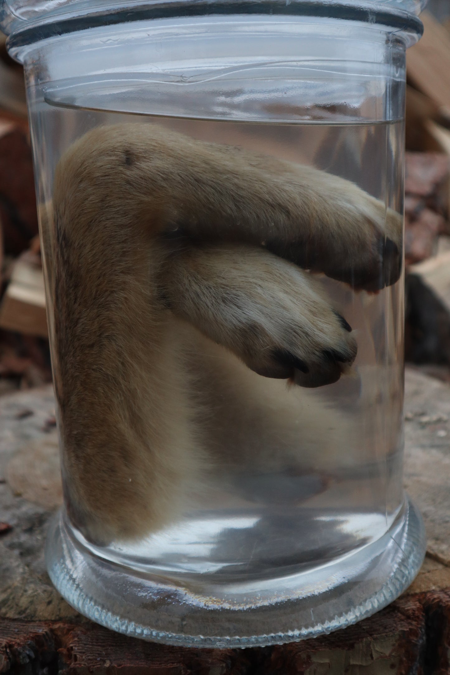 Coyote Arms Wet Specimen