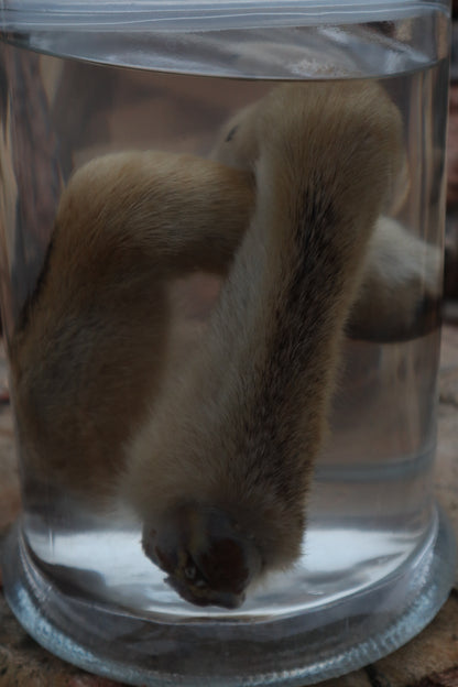 Coyote Arms Wet Specimen