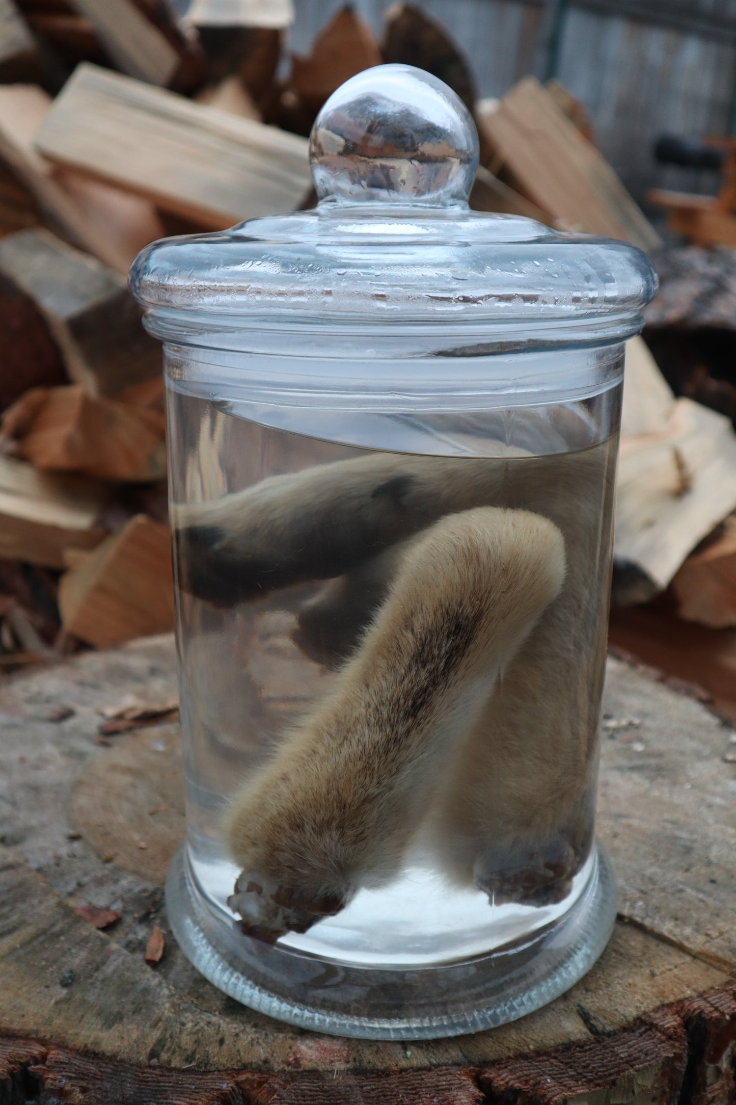 Coyote Arms Wet Specimen