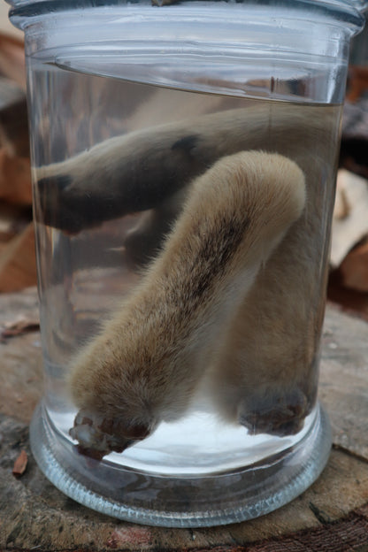 Coyote Arms Wet Specimen