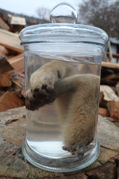 Coyote Arms Wet Specimen