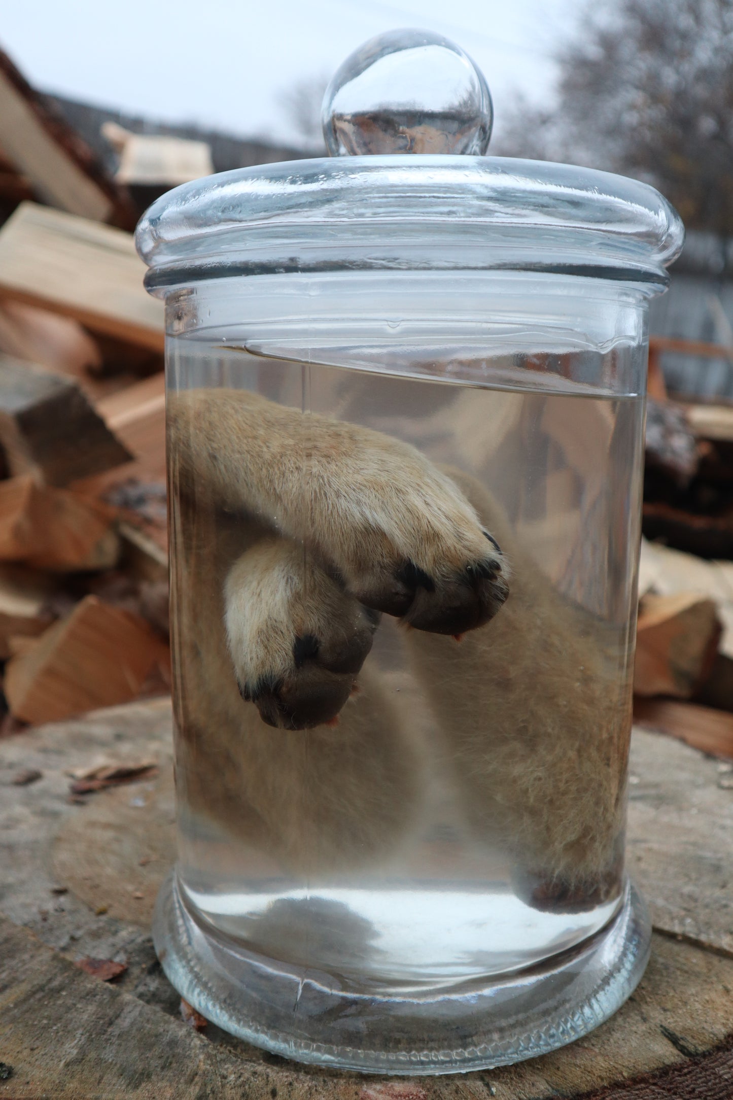 Coyote Arms Wet Specimen