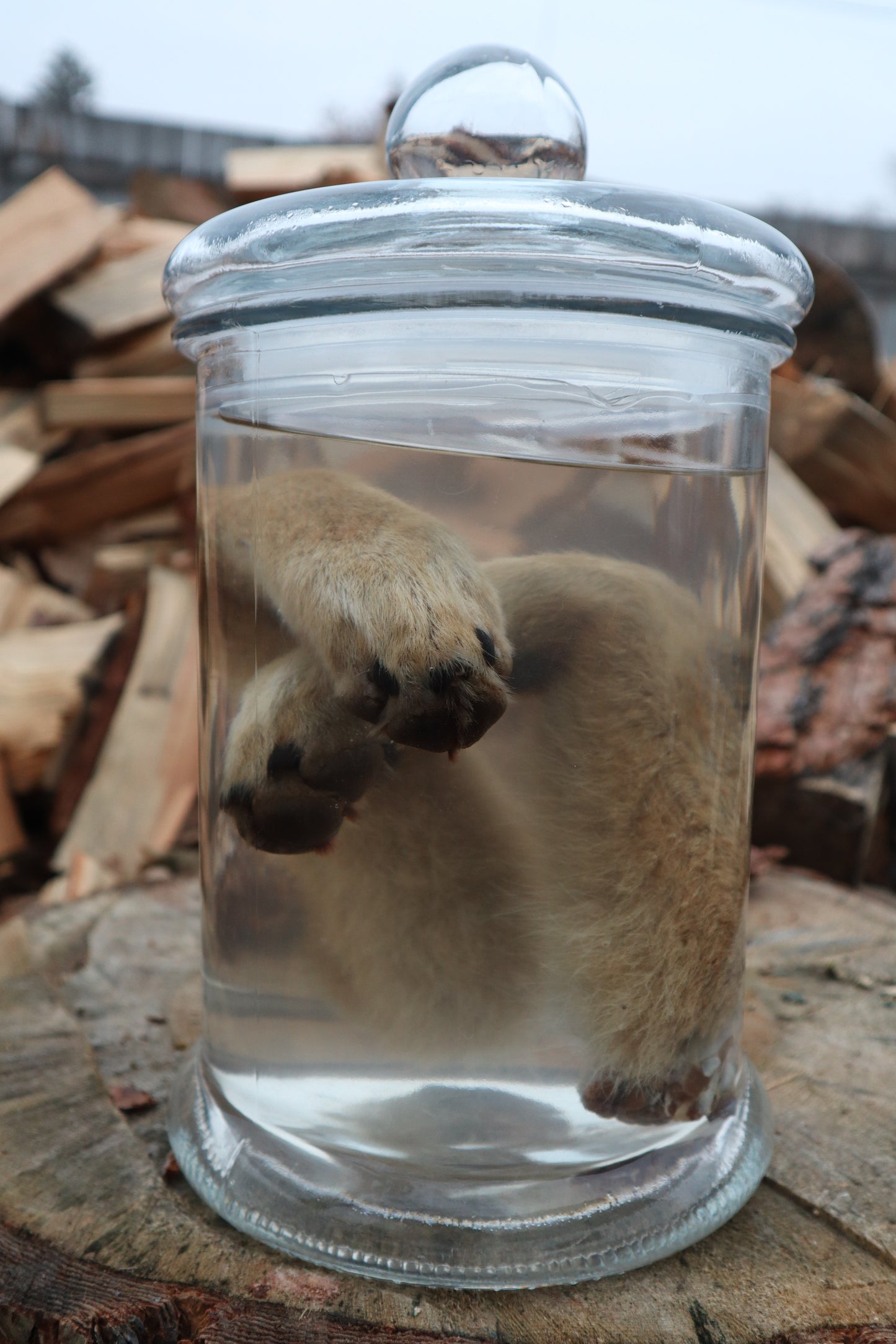 Coyote Arms Wet Specimen