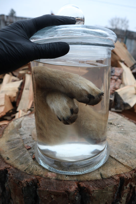 Coyote Arms Wet Specimen