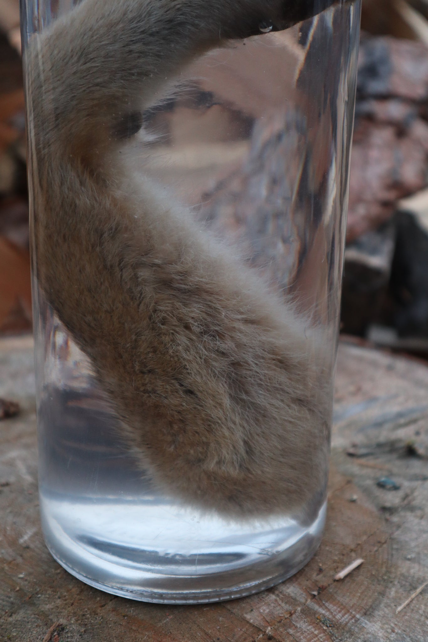 Coyote Arm Wet Specimen