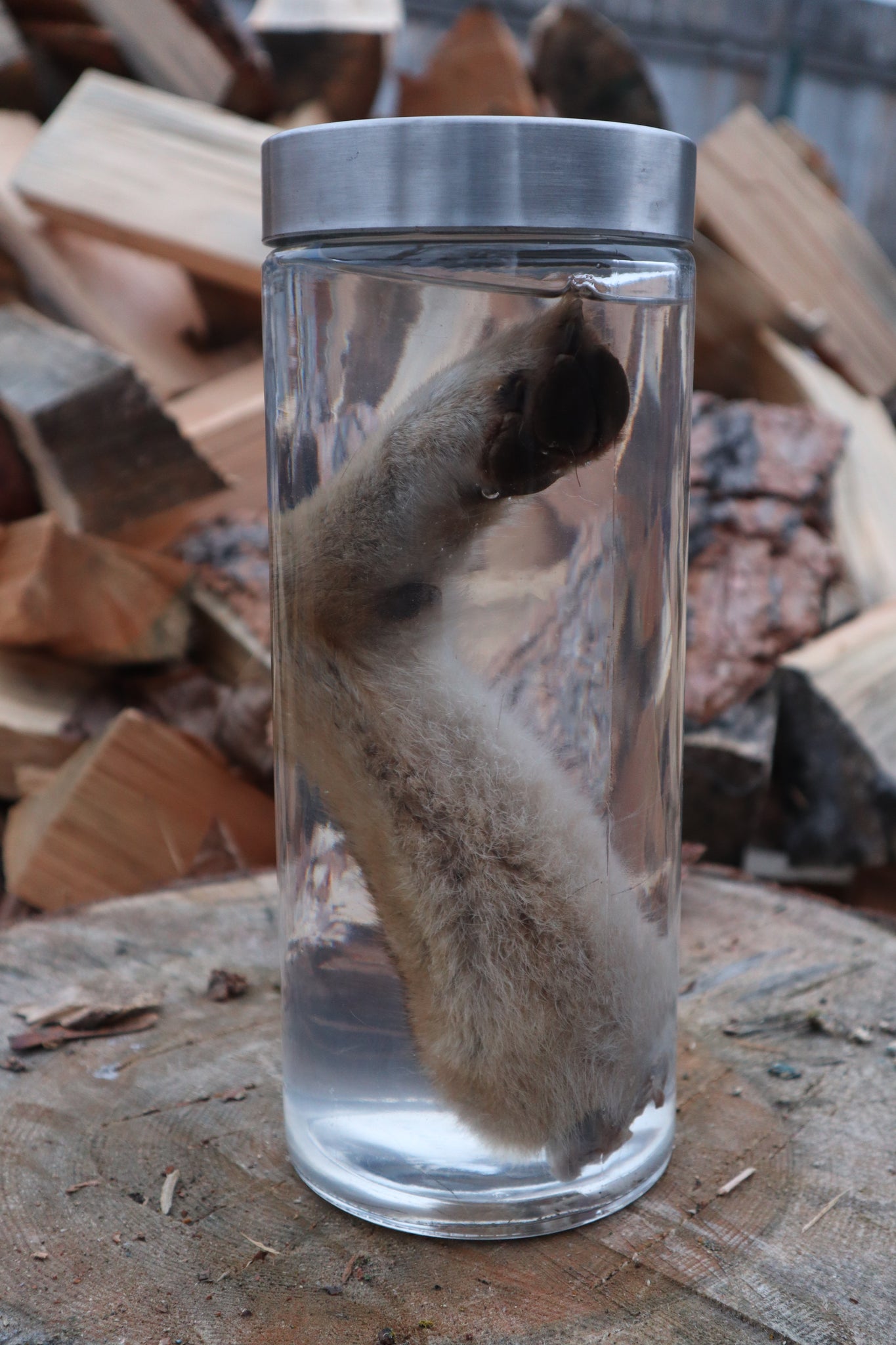 Coyote Arm Wet Specimen