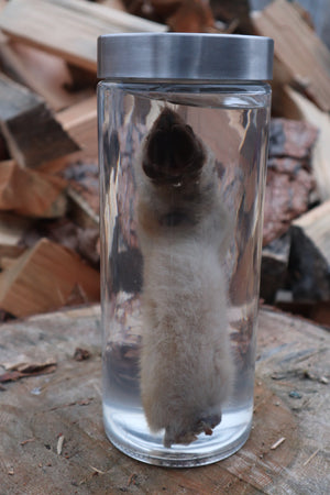 Coyote Arm Wet Specimen