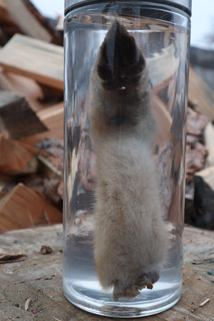 Coyote Arm Wet Specimen