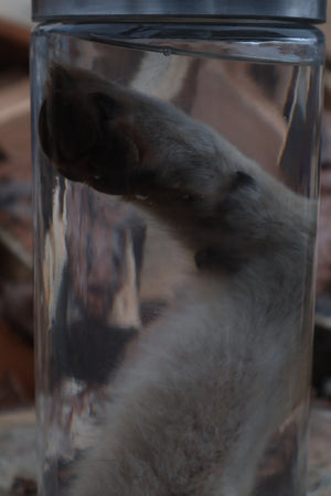 Coyote Arm Wet Specimen