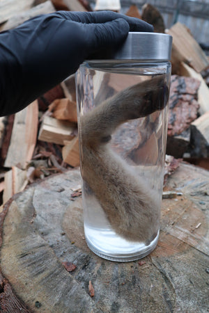 Coyote Arm Wet Specimen