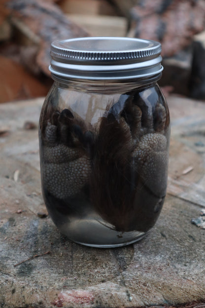 Porcupine Paws Wet Specimen