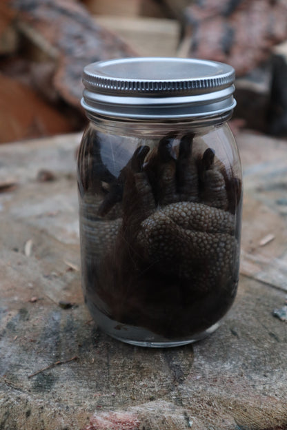Porcupine Paws Wet Specimen