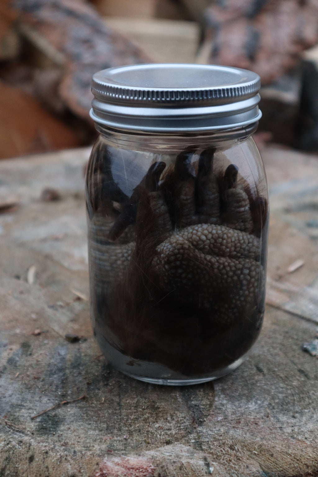 Porcupine Paws Wet Specimen