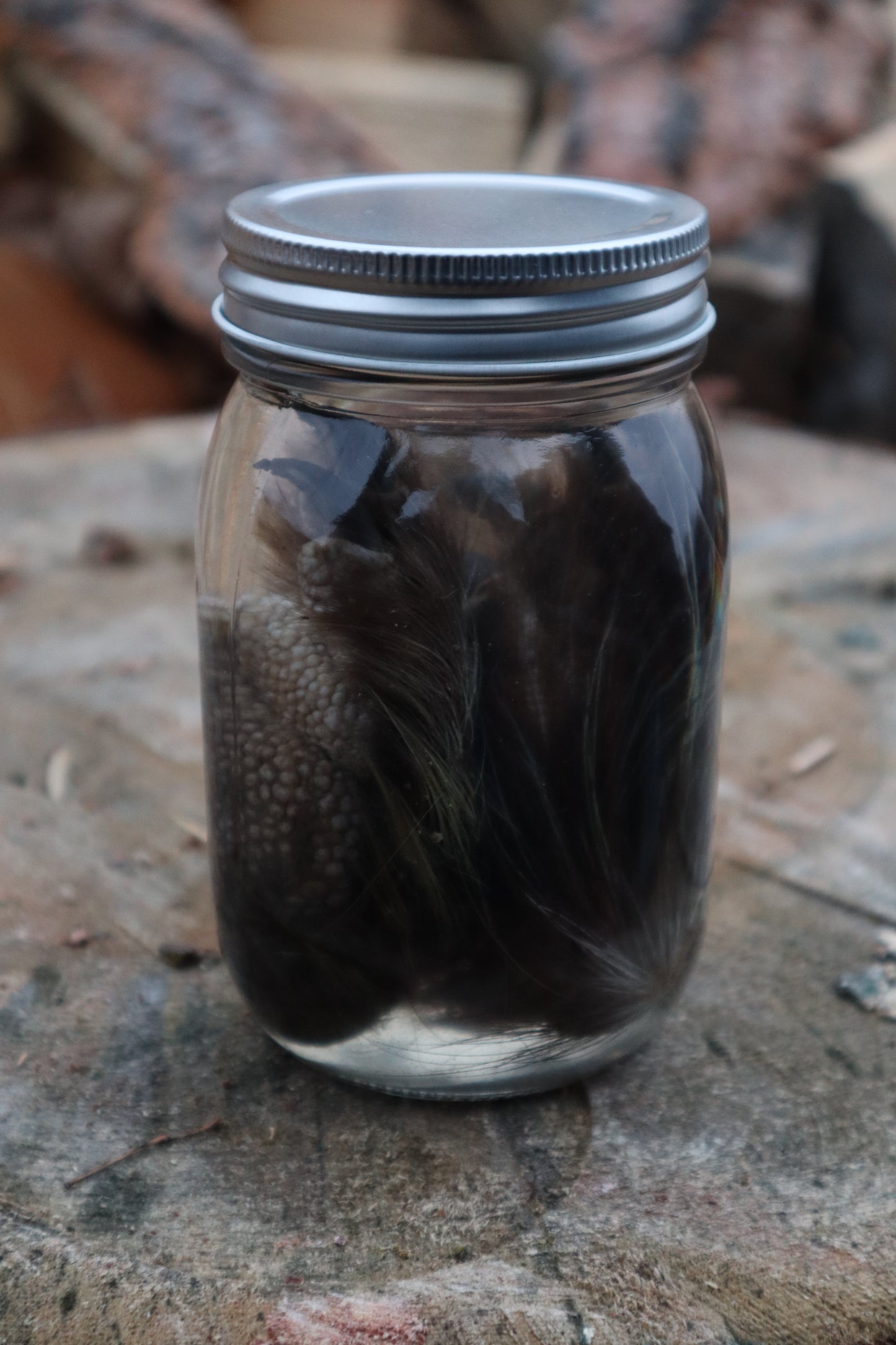 Porcupine Paws Wet Specimen
