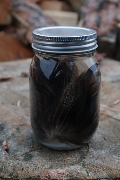 Porcupine Paws Wet Specimen