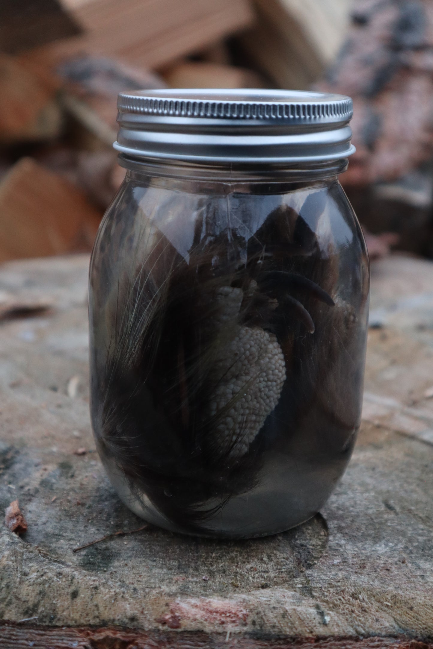 Porcupine Paws Wet Specimen