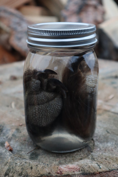 Porcupine Paws Wet Specimen