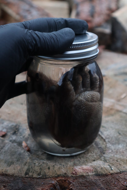 Porcupine Paws Wet Specimen