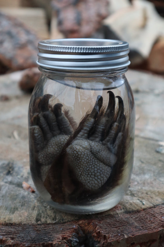 Porcupine Paws Wet Specimen