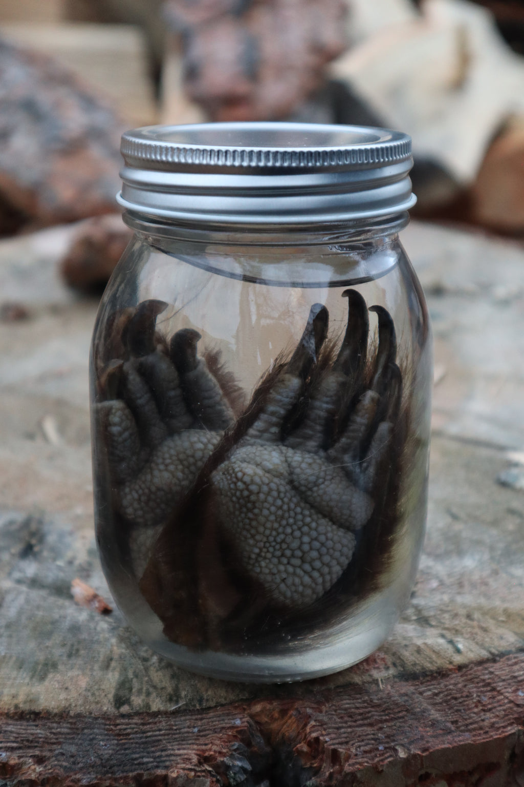 Porcupine Paws Wet Specimen